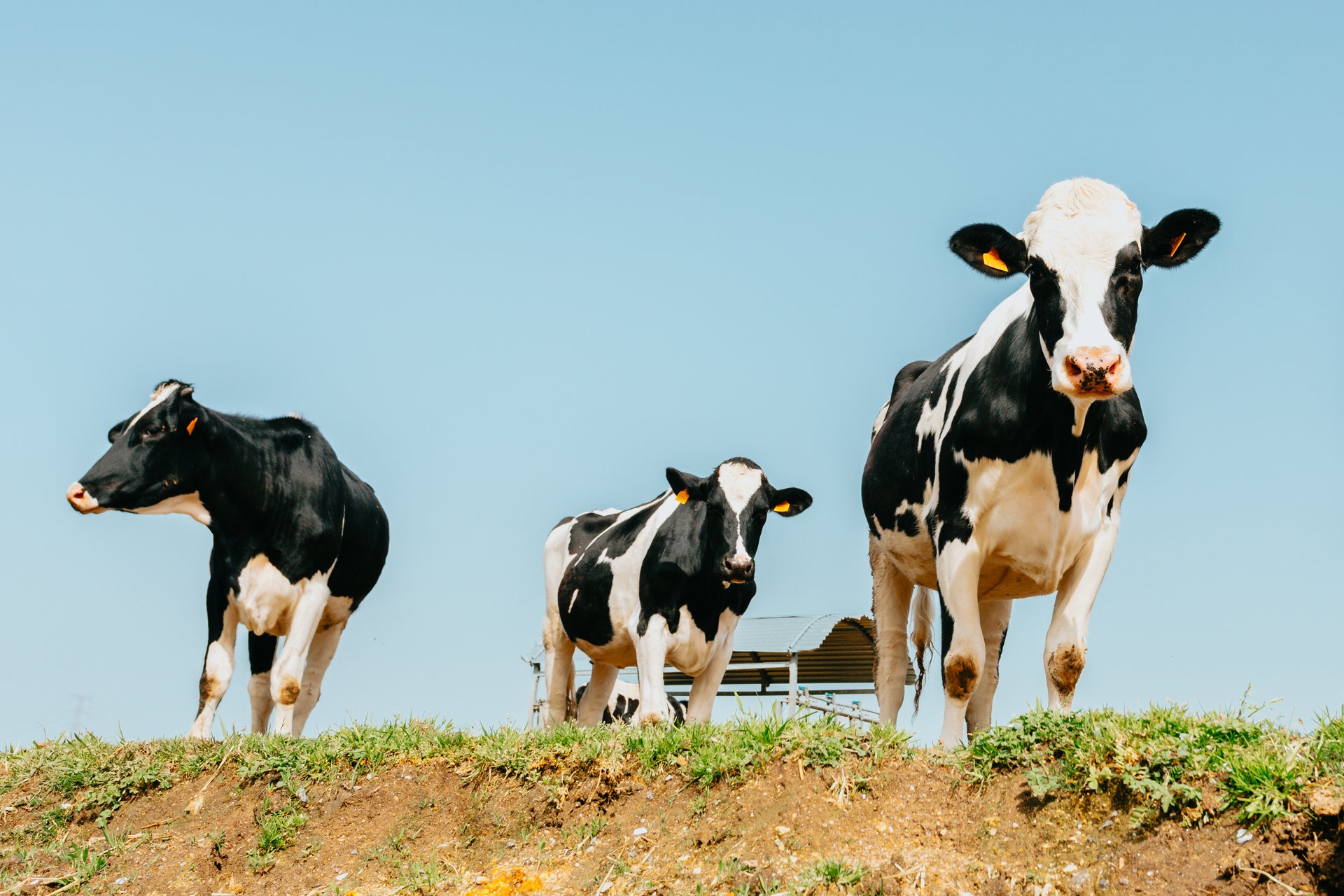 cow, local dairy for handmade ice cream 